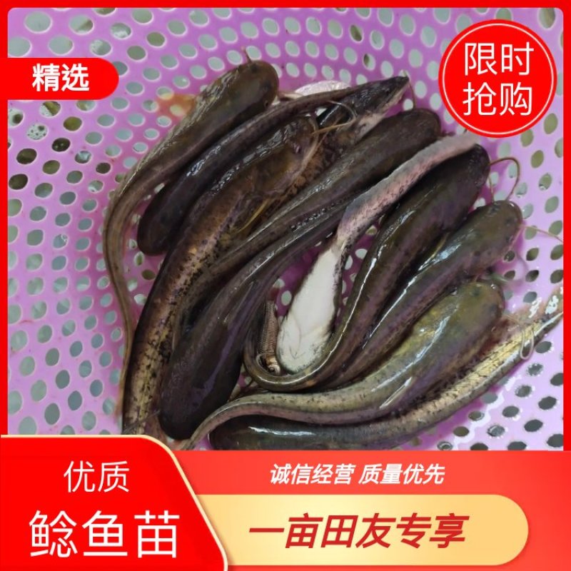 大口鲶鱼苗