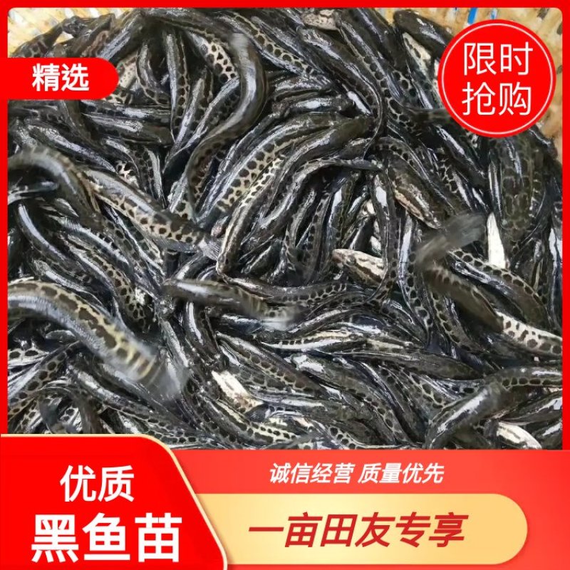 黑鱼苗，生鱼，花鱼苗，优质快大技术孵化出产苗种可技术指导