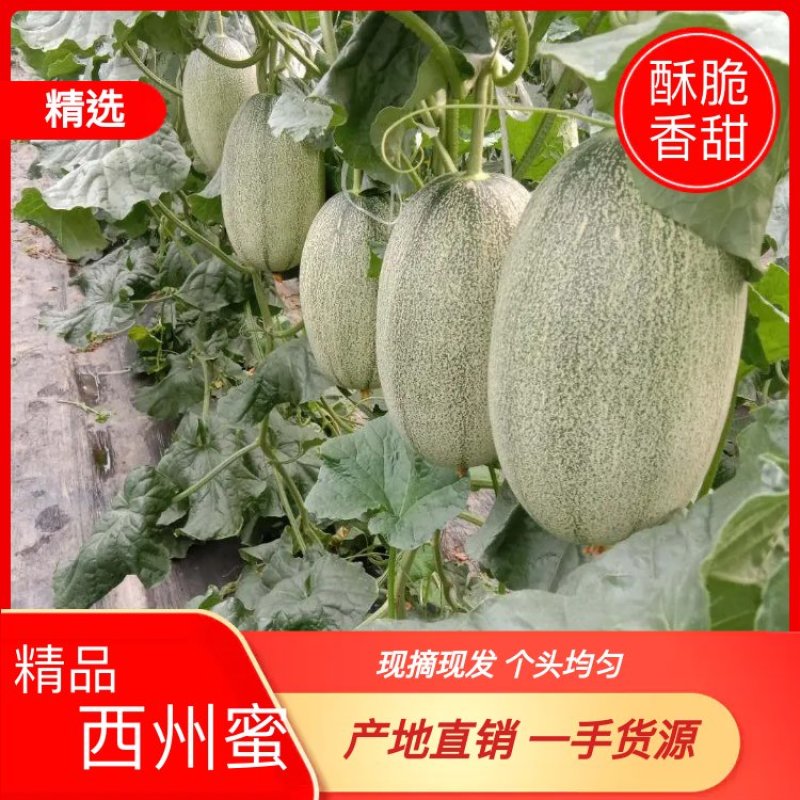 【热销】精品哈密瓜晓蜜25哈密瓜产地直销保质保量实力代办
