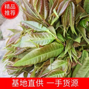 【咨询有惊喜】精品干香椿精品香椿品质保证，量大从优