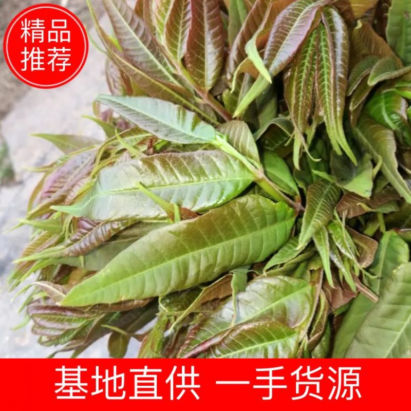 【咨询有惊喜】精品干香椿精品香椿品质保证，量大从优