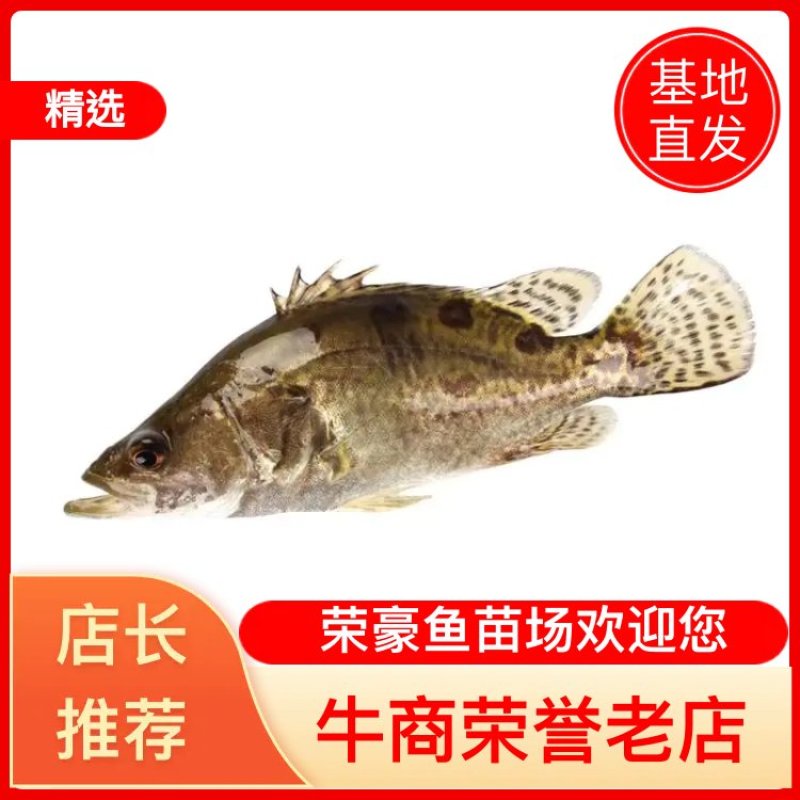桂花鱼苗全国空运快递量大送货上门提供养殖技术