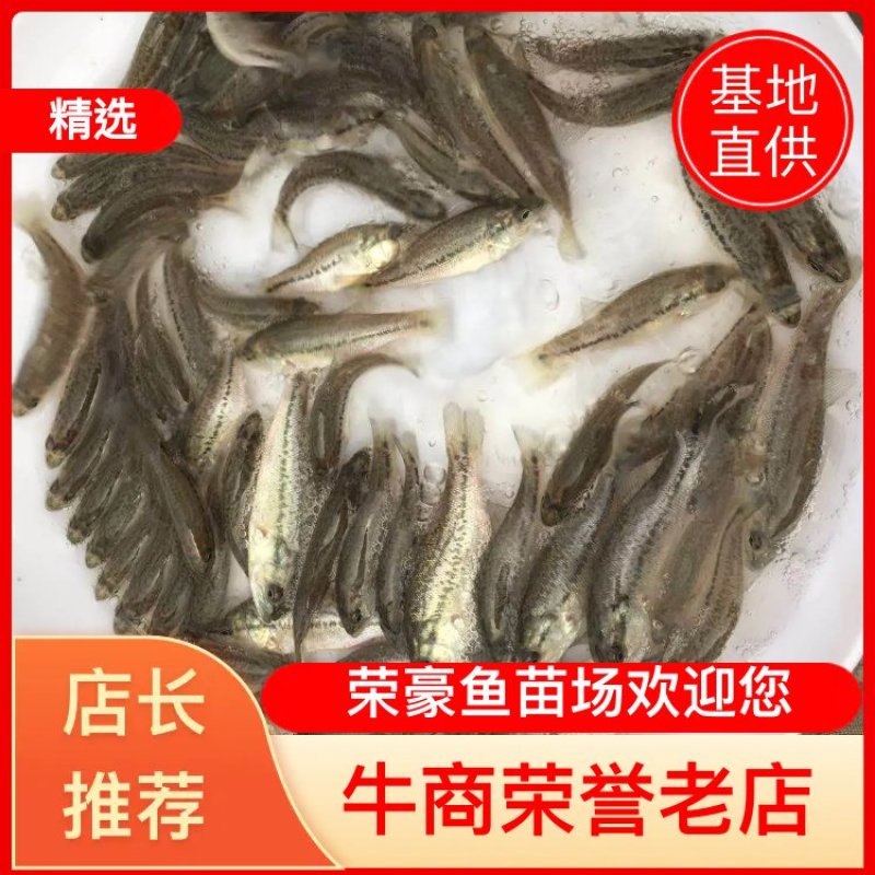 鲈鱼苗加州鲈鱼苗优鲈3号淡水鲈鱼苗