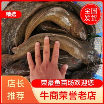 塘鲺鱼苗塘角鱼苗滑哥鱼苗鲶鱼苗中华三黄塘虱
