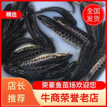 黑鱼苗财鱼苗乌鱼苗孝鱼苗成活率高厂家直销