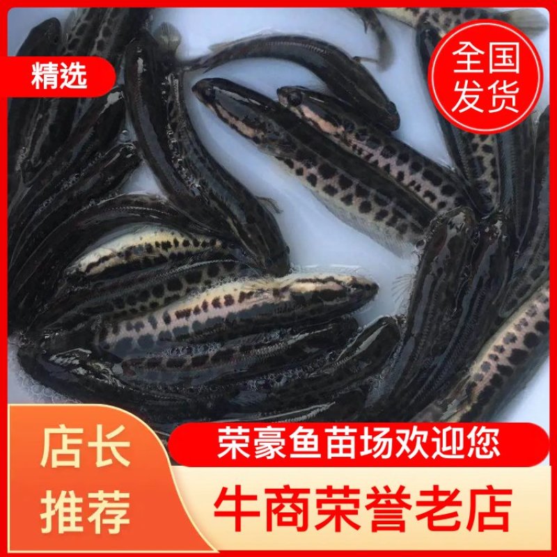 黑鱼苗财鱼苗乌鱼苗孝鱼苗成活率高厂家直销