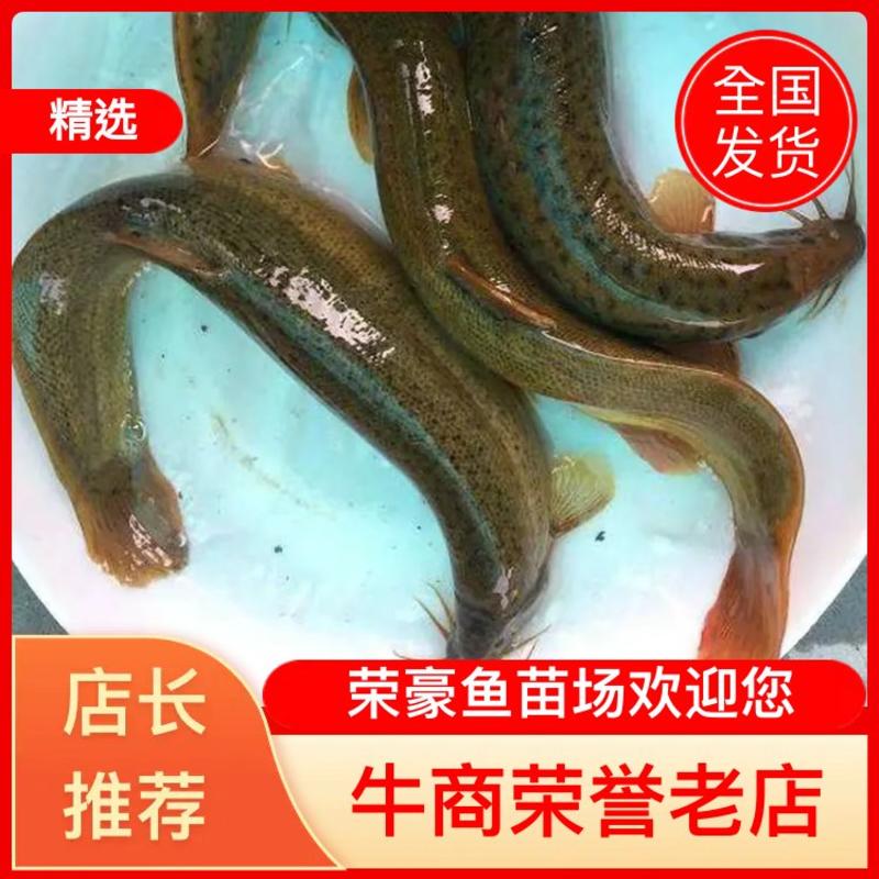 台湾泥鳅本土泥鳅，大种泥鳅全国发货，量大安排送货