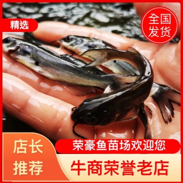 叉尾鱼苗鮰鱼苗斑点叉尾苗提供专业养殖技术