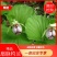 扇脉杓兰兰花扇子七药材阴阳扇扇盆景花卉苗