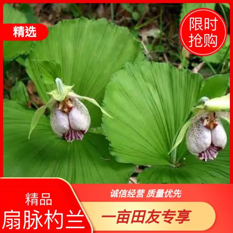 扇脉杓兰兰花扇子七药材阴阳扇扇盆景花卉苗