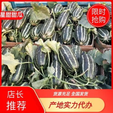 费县万亩甜瓜基地大量上市中，博洋甜瓜欢迎咨询