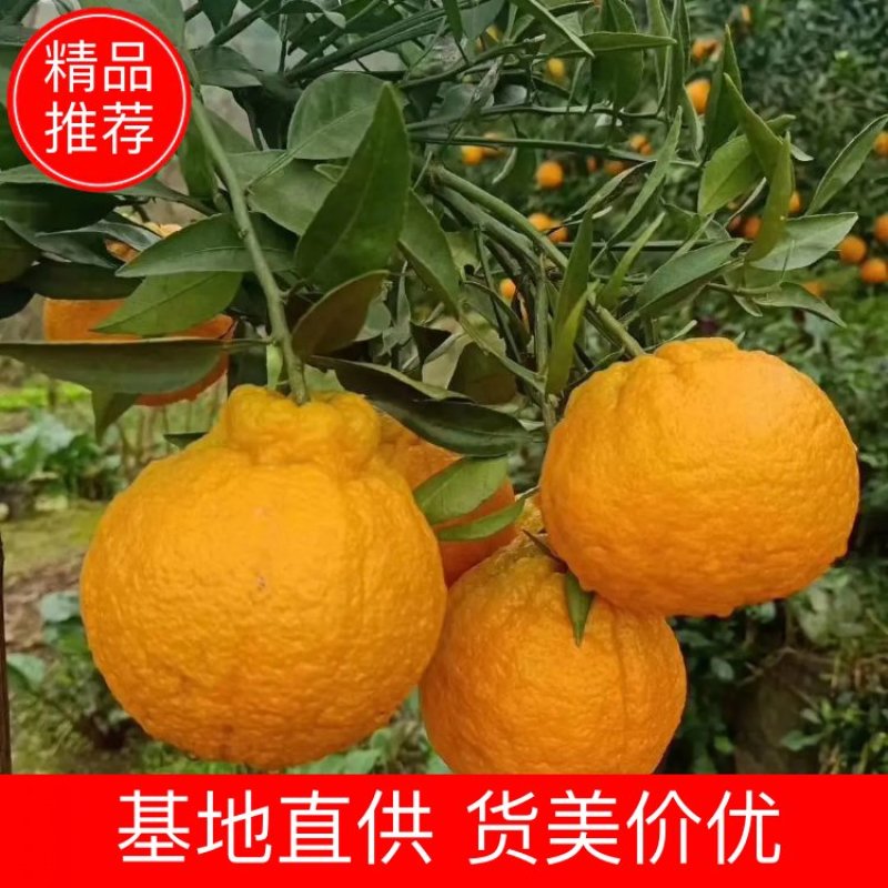 产地屏山不知火[现摘鲜货]丑橘口感脆甜，糖份足，