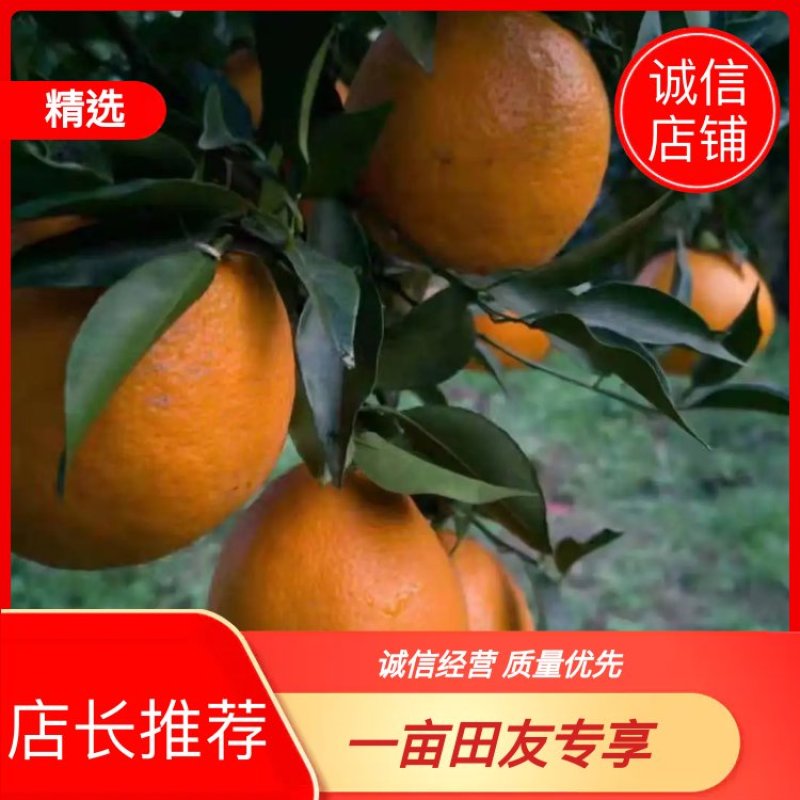 产地屏山春见耙耙柑自然熟开始订货，无需规定采果日期，