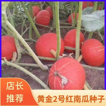 黄金2号红南瓜种子口感粉甜抗病产量高常年有货