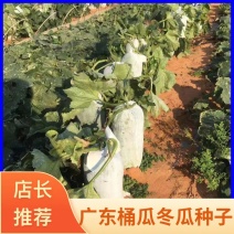 广东桶瓜，粉皮冬瓜种子，白霜抗病产量高包邮费