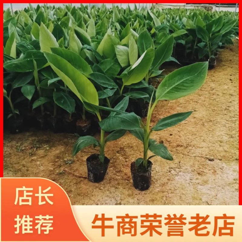 【基地直供批发】优质红香蕉苗技术指导欢迎考察订购