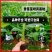 【品种丰富】广西威廉斯香蕉苗，粉蕉苗，西贡蕉苗基地直供