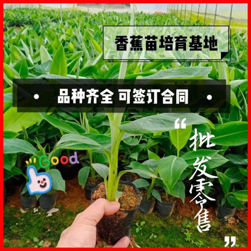 【品种丰富】广西威廉斯香蕉苗，粉蕉苗，西贡蕉苗基地直供