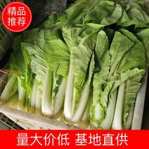 产地大掉价小白菜，上海青菜心等叶类蔬菜货量大常年有货