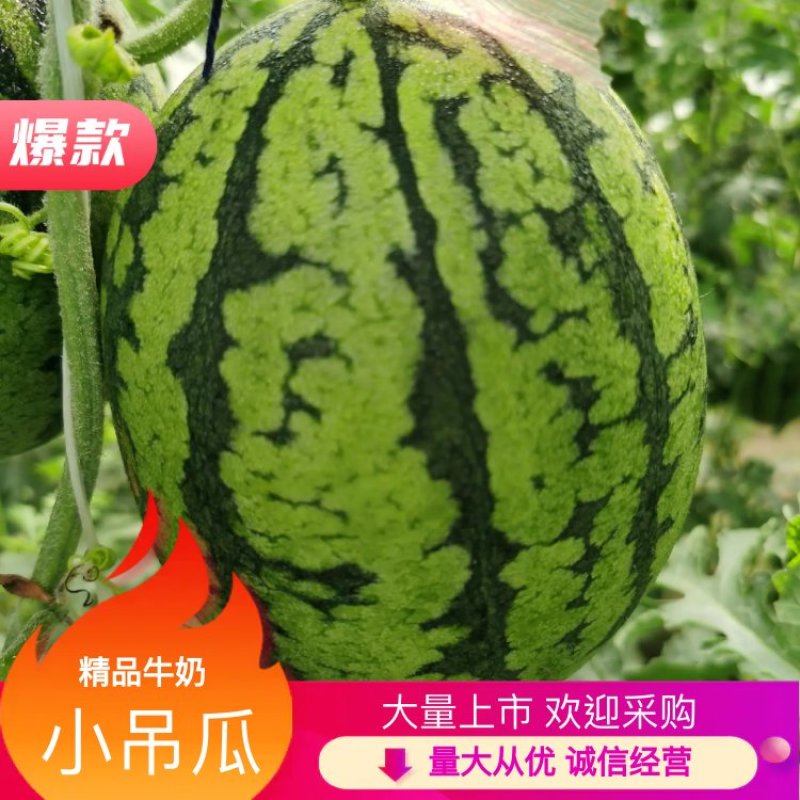 手剥瓜，吊西瓜，全美2K，礼品西瓜，大棚西瓜，网红瓜