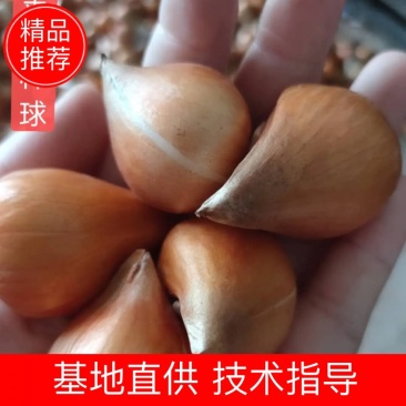 郁金香种球荷兰进口重瓣大球观花植物花海盆栽种球