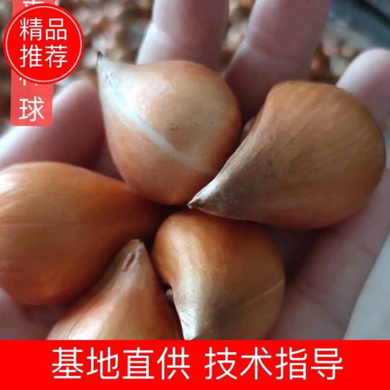 郁金香种球荷兰进口重瓣大球观花植物花海盆栽种球