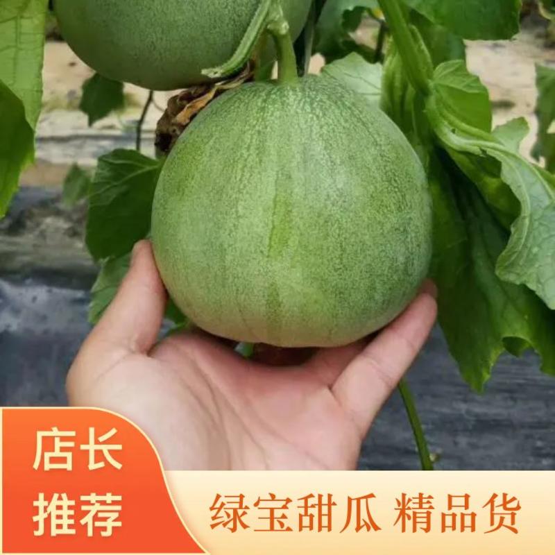 绿宝石甜瓜0.5斤以上量大从优莘县基地可实地考察