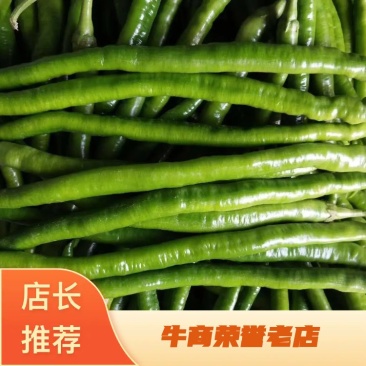 【精品线椒】大量上市/产地直发/货量充足/欢迎老板们下单