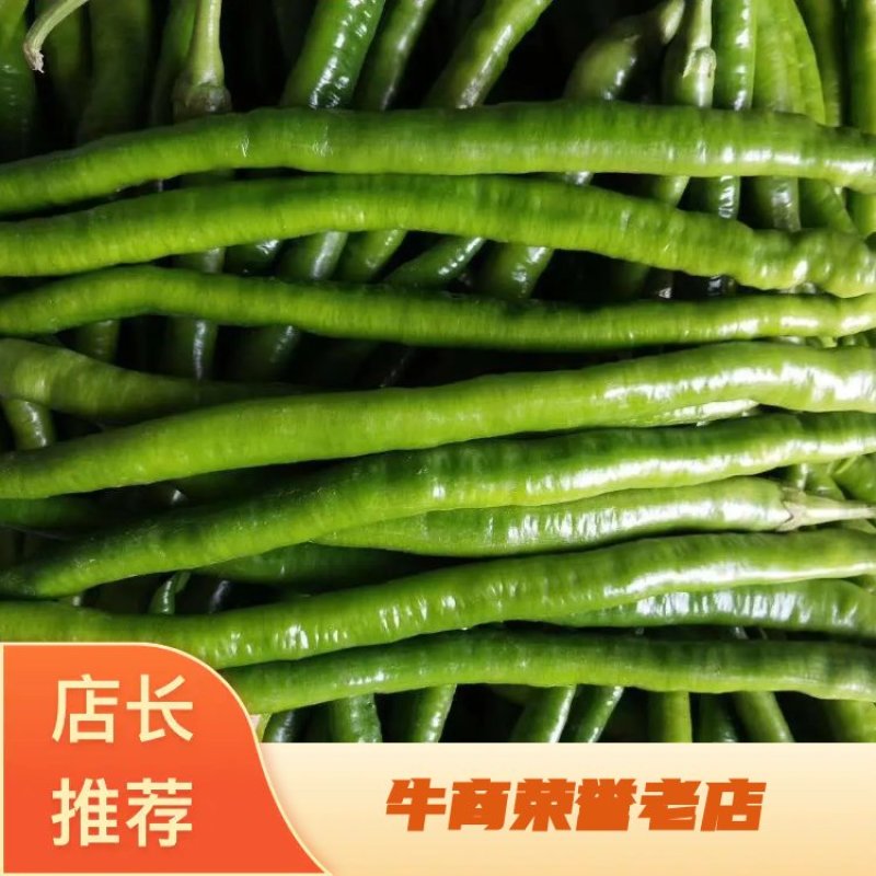 【精品线椒】大量上市/产地直发/货量充足/欢迎老板们下单