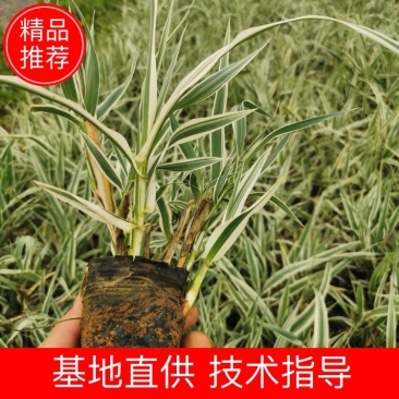 花叶芦竹苗水生花叶卢竹杯杯苗绿化苗木水陆两生植物