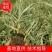 花叶芦竹苗水生花叶卢竹杯杯苗绿化苗木水陆两生植物