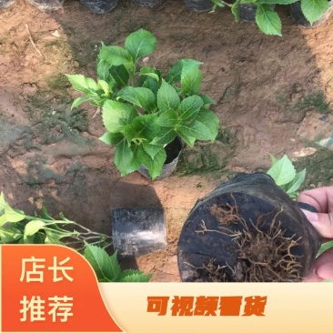 绿化苗木绣球，八仙花，杯苗，无尽夏，各种绣球