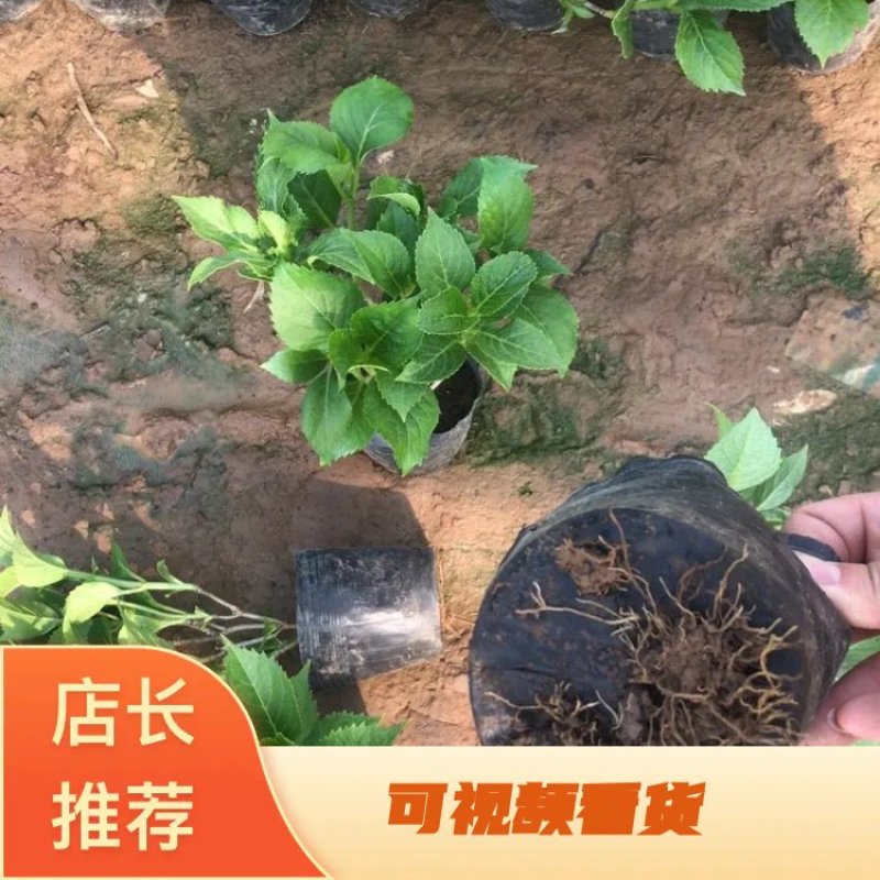 绿化苗木绣球，八仙花，杯苗，无尽夏，各种绣球