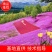 芝英丛生福禄考达理尔夏冬季长绿春秋季节地毯式开花