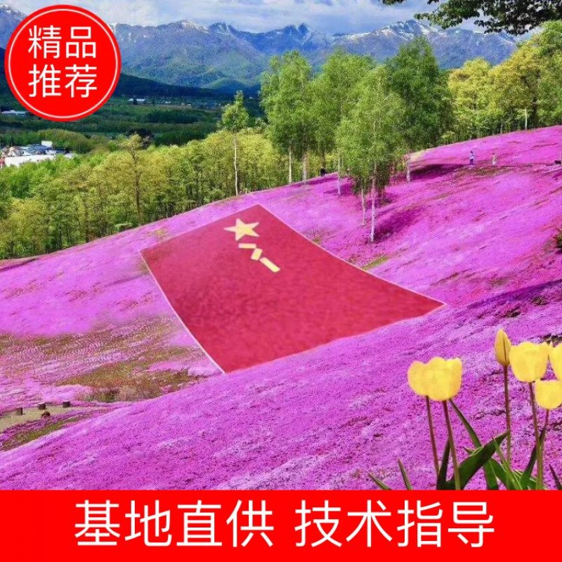 芝英丛生福禄考达理尔夏冬季长绿春秋季节地毯式开花