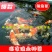 锦鲤鱼苗红鲤鱼苗花脊鱼苗质优价美，大量批发