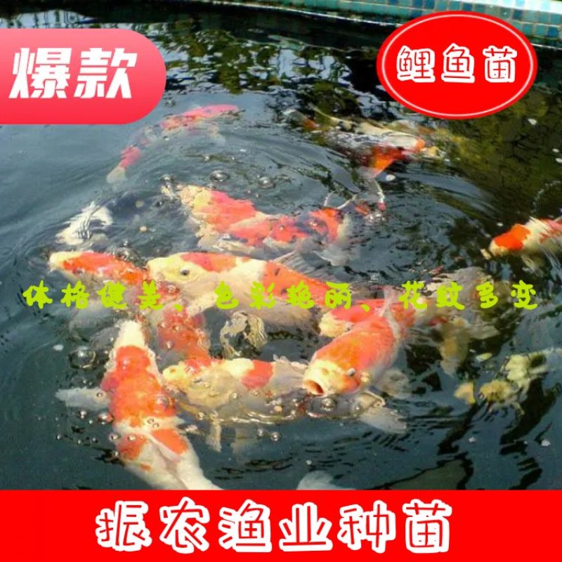 锦鲤鱼苗红鲤鱼苗花脊鱼苗质优价美，大量批发
