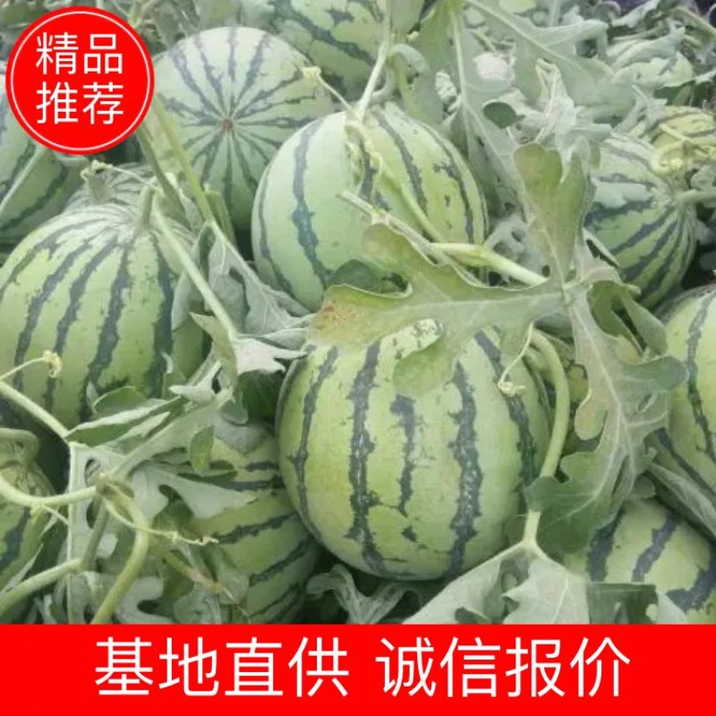 【推荐】安徽西瓜头茬8424西瓜6斤起8成熟可发全国