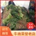辽宁菠菜精品大叶菠菜基地直供25-30cm价格便宜