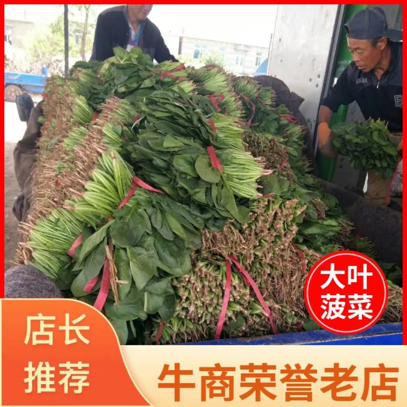 辽宁菠菜精品大叶菠菜基地直供25-30cm价格便宜