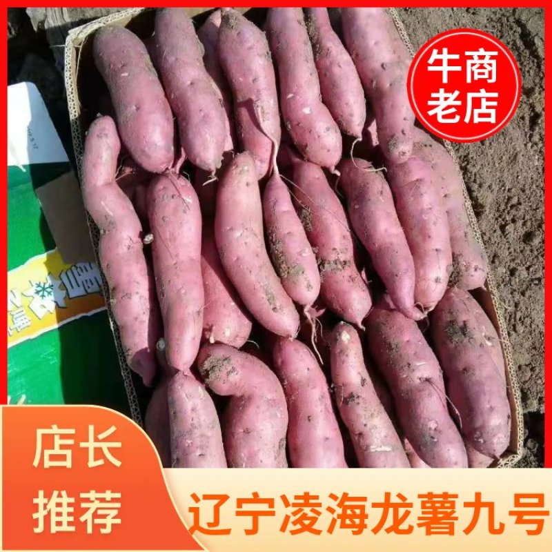 【好货推荐】红薯辽宁龙薯九号红薯，条形好颜色红现挖现发