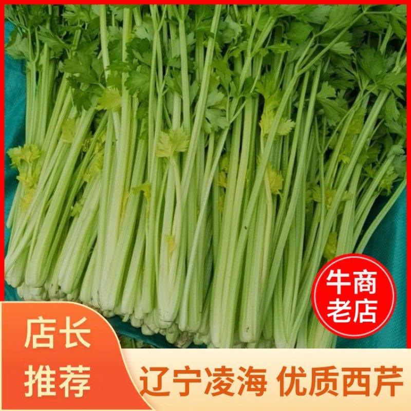 辽宁凌海产地直供芹菜产地直销质量好手工干净各种包装
