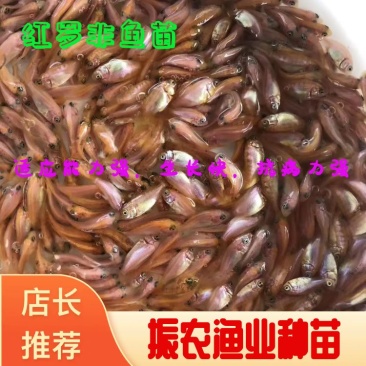 红罗非鱼苗，彩虹雕鱼苗，珍珠白，2022新苗上市