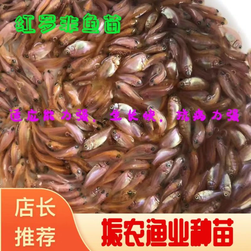 红罗非鱼苗，彩虹雕鱼苗，珍珠白，2022新苗上市