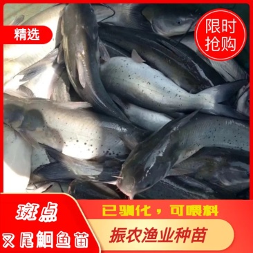 斑点叉尾鮰鱼苗，叉尾鱼苗，可喂料，可喂鸡肠内脏