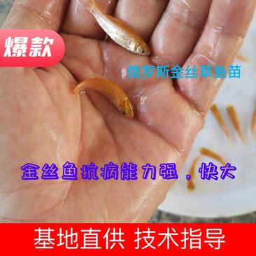 金草鱼苗俄罗斯金丝草鱼苗金丝鱼抗病能力强，快大