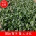 菠菜大叶菠菜河北菠菜蔬菜新鲜上市～价格好货源好