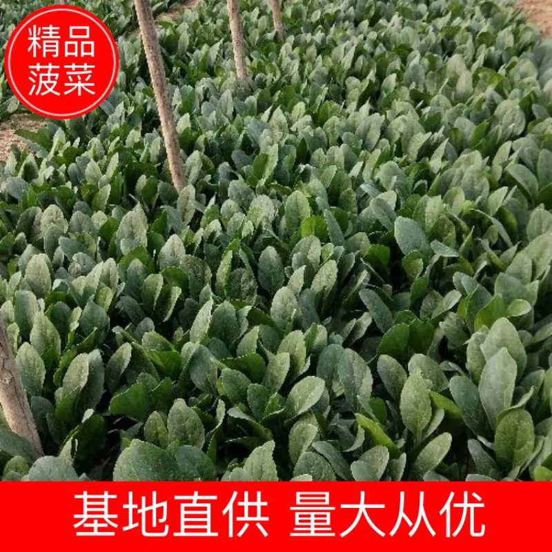 菠菜大叶菠菜河北菠菜蔬菜新鲜上市～价格好货源好