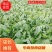 河北大叶菠菜热销中20～28厘米产地直供一手货
