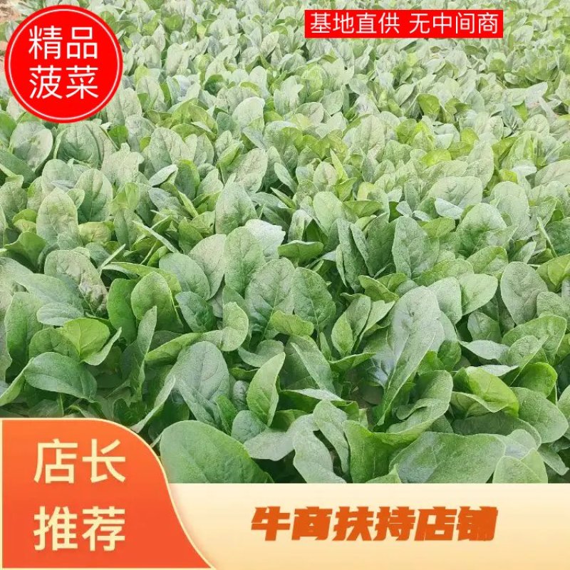 河北大叶菠菜热销中20～28厘米产地直供一手货